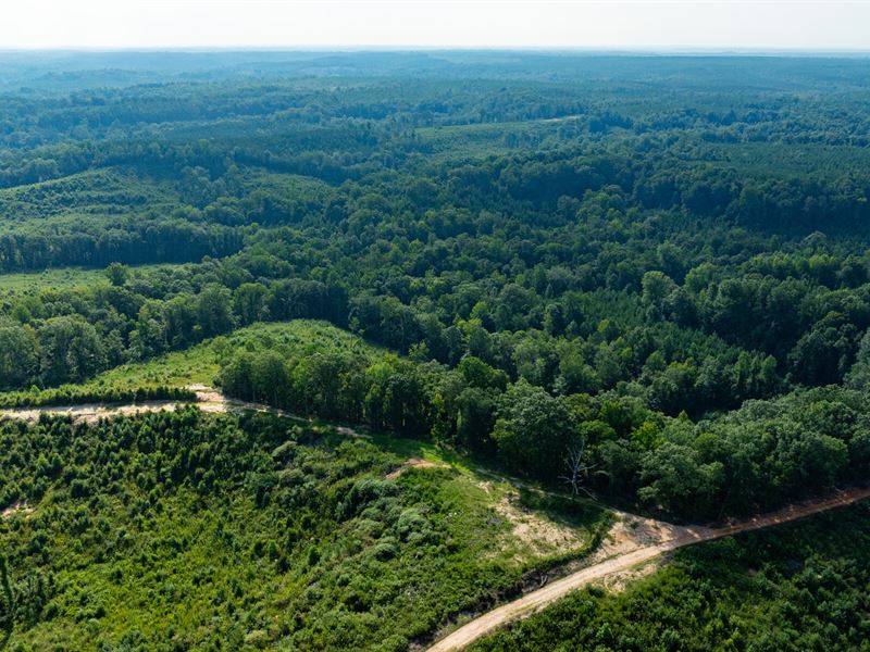 California Woods 2A Tract : Lumpkin : Stewart County : Georgia