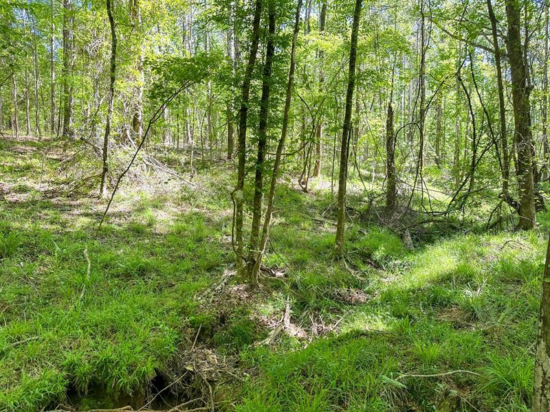 Prime 8 Acre Hunting Property Bord : Gloster : Amite County : Mississippi