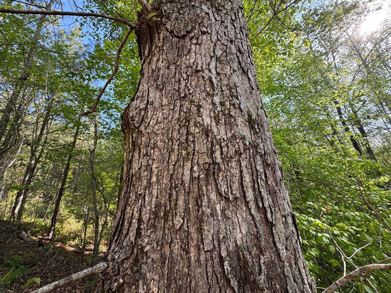 120 Acres, Pine Plantation/Hunt : Jacksons Gap : Tallapoosa County : Alabama