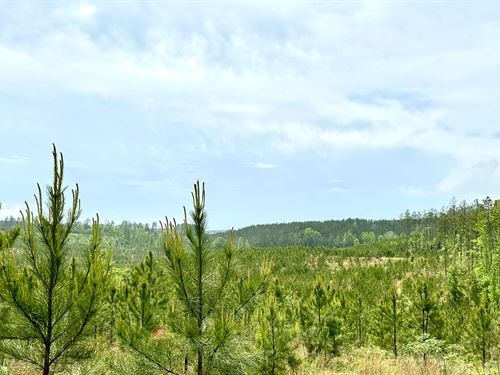 29 Acres in Perry County, AL : Marion : Perry County : Alabama