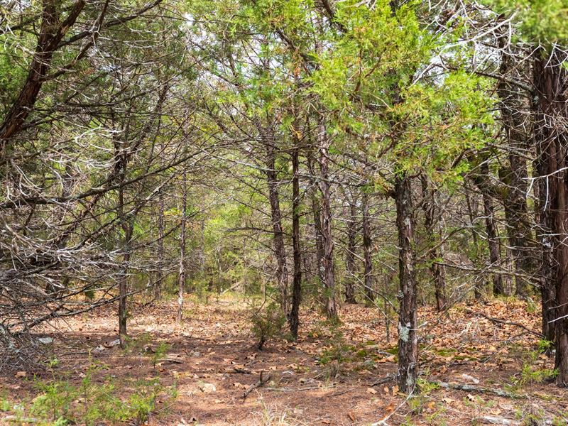 Last Tract Taney County, $999 Down : Protem : Taney County : Missouri