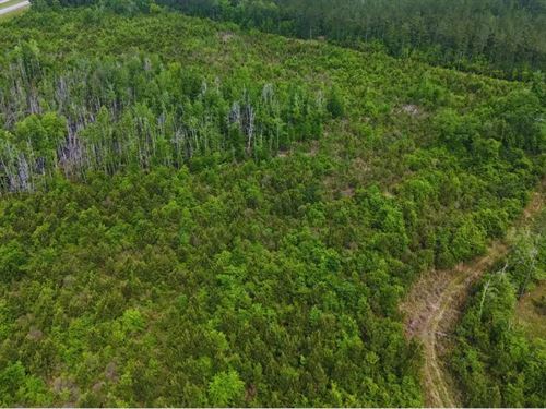 61 Acres in Greene County in McLain : McLain : Greene County : Mississippi