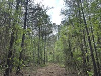 Spay Road 118 Tract-Choctaw Co. MS : McCool : Choctaw County : Mississippi