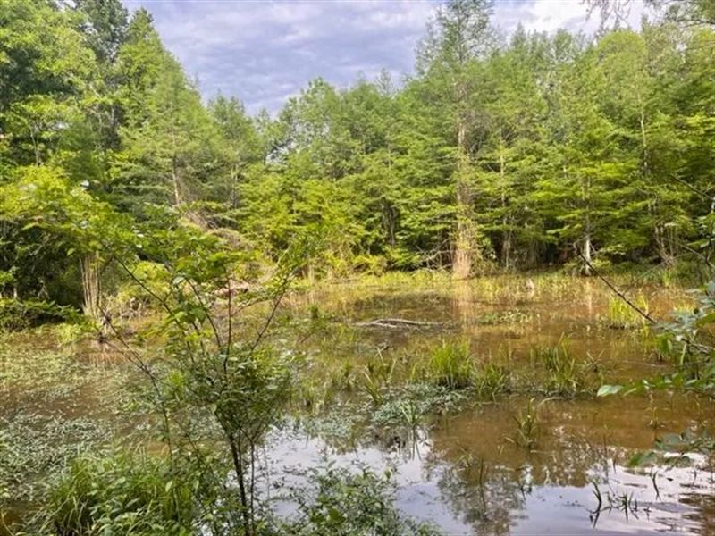 200 Acres Montgomery Co : Kilmichael : Montgomery County : Mississippi