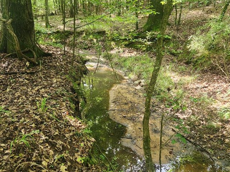 Hunting Tract with Timber : Haddock : Jones County : Georgia