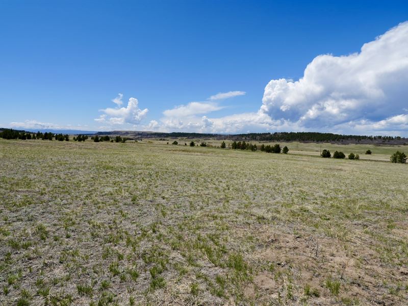 Hwy 83 Spring 40 : Franktown : Douglas County : Colorado