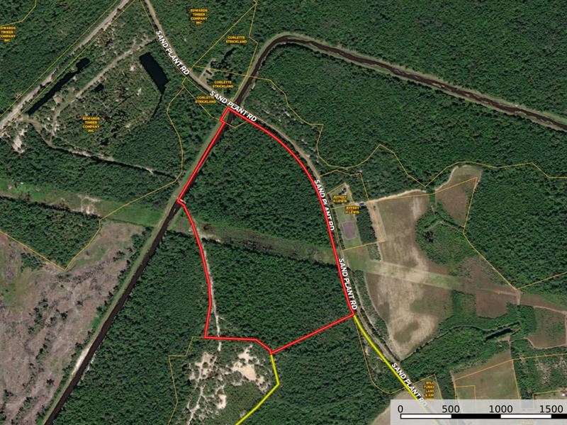 Wild Turkey Farm : Nichols : Horry County : South Carolina