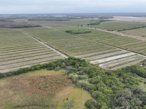 Duck Curve Farm : Immokalee : Hendry County : Florida
