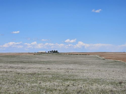South Limon Grass : Limon : Lincoln County : Colorado