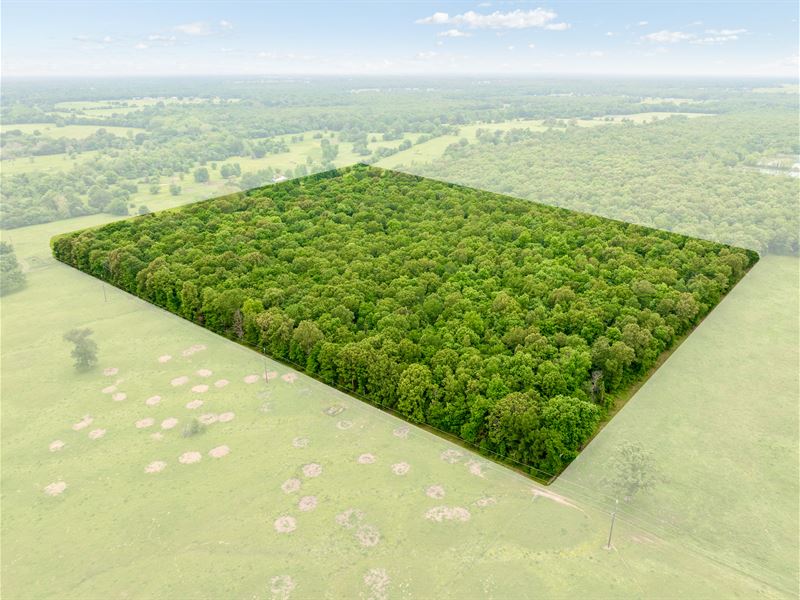 24 Acre Hunting & Recreational Land : Blossom : Lamar County : Texas