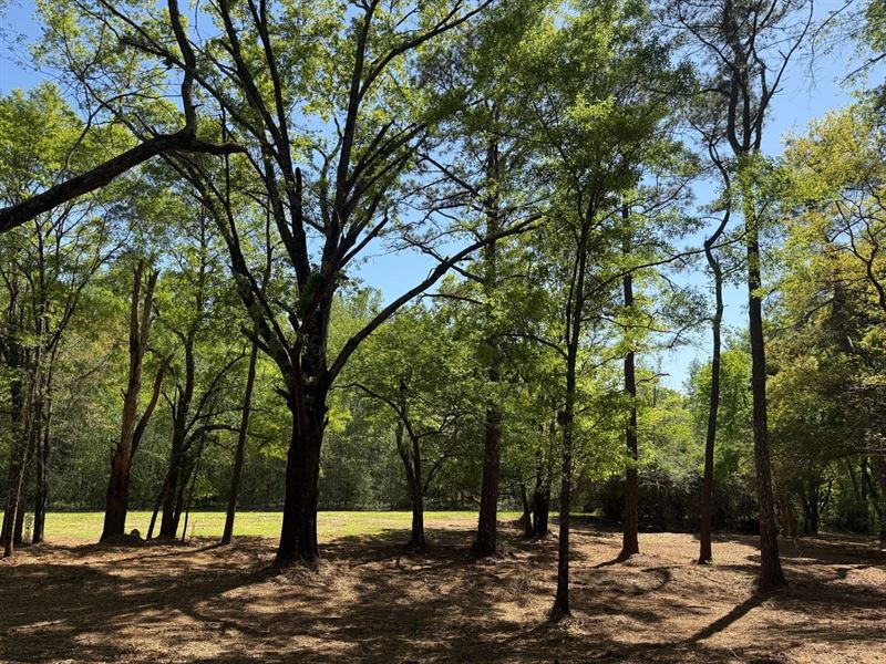 Countryside Homesite Opportunity : Booth : Autauga County : Alabama