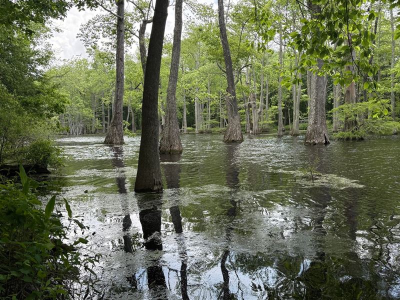 Leflore County 306 Scheppe Place : Minter City : Leflore County : Mississippi