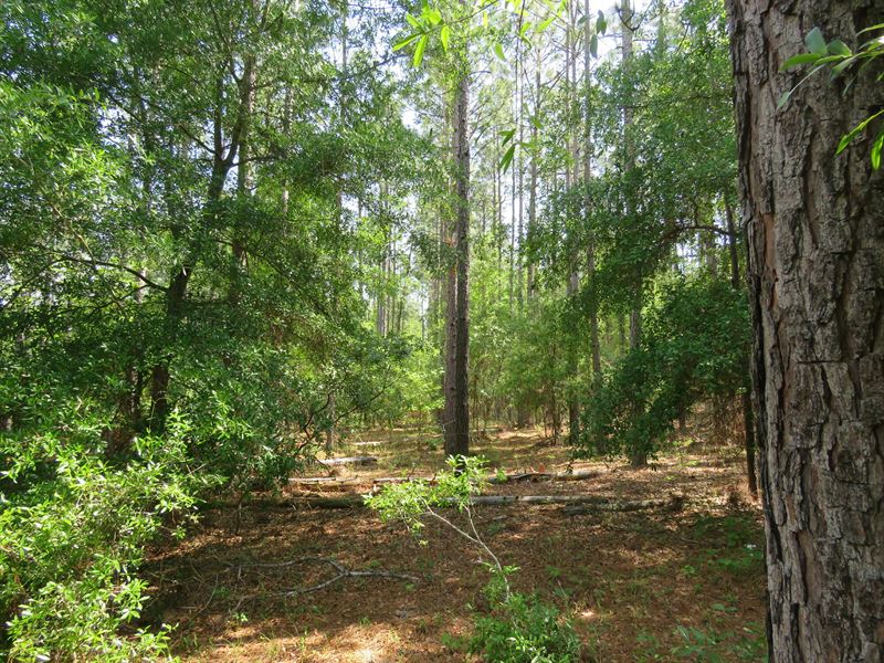 Hawks Ave 554 : Greenville : Madison County : Florida