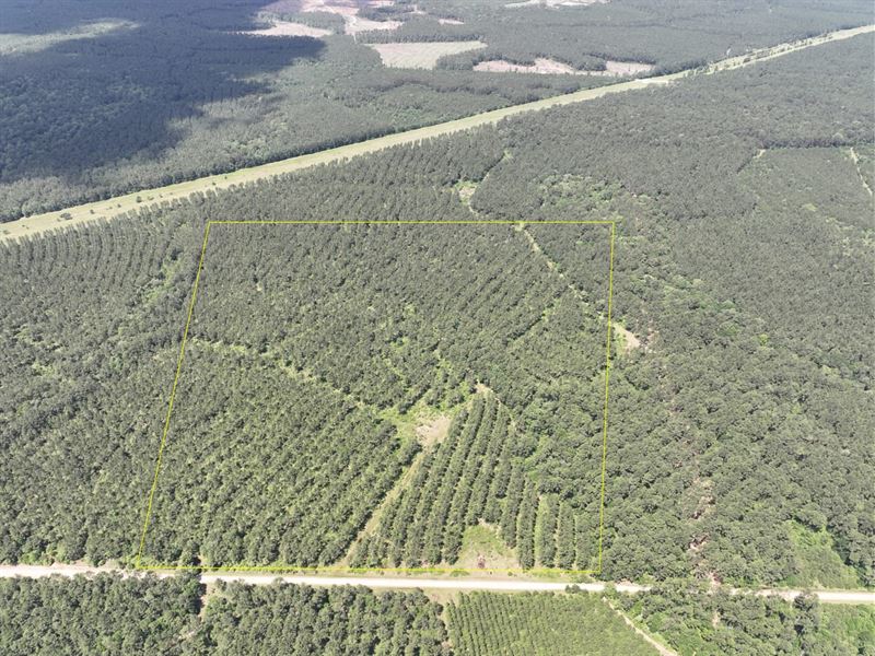 76 Acres, T-48, Easement Access : Groveton : Trinity County : Texas