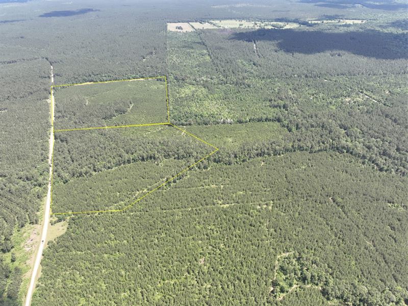 47 Acres, T-45, Easement Access : Groveton : Trinity County : Texas