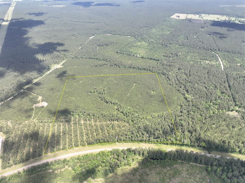 58 Acres, T-19, Highway 94 : Groveton : Trinity County : Texas
