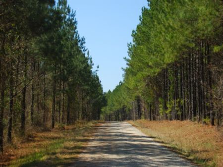 1704 Acre Timberland Tract : Whitmire : Laurens County : South Carolina