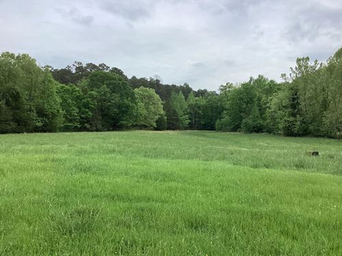 10 Acres In Montgomery County, AR : Oden : Montgomery County : Arkansas