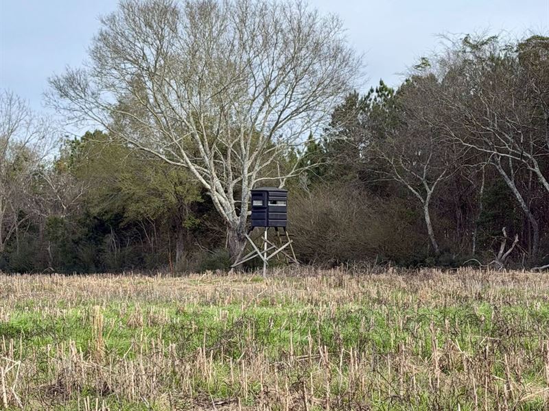 168 Acres South Pines Rd : Red Level : Covington County : Alabama