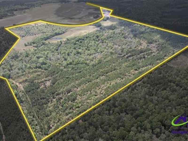 Timber/Recreational Tract Dodge Co : Eastman : Dodge County : Georgia