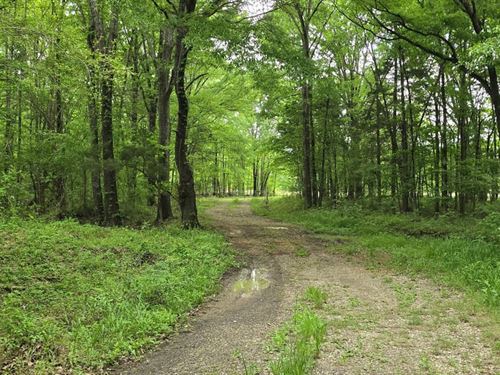 500+ Acres, Creeks, Slough, ag Fie : Mercer : Madison County : Tennessee