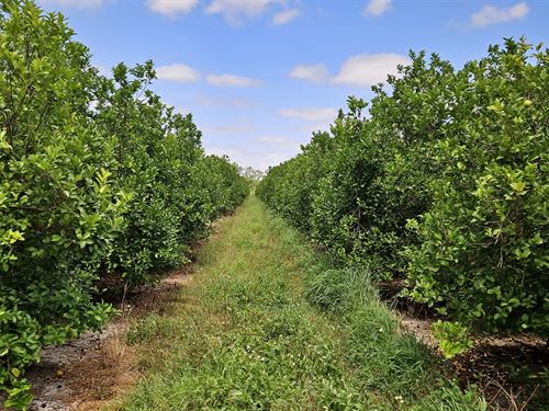 Productive 547 Net Tree Acre Citrus : Fort Pierce : Saint Lucie County : Florida