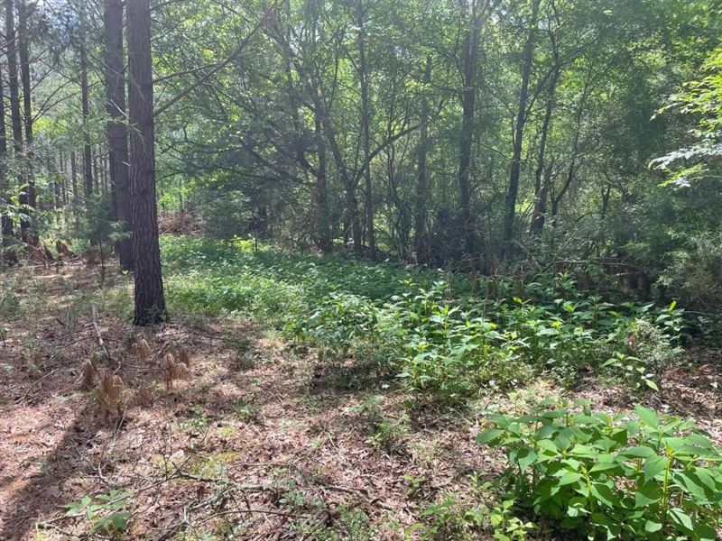 9.4 Acres On Lincoln Road Lot 2 : Gray Court : Laurens County : South Carolina