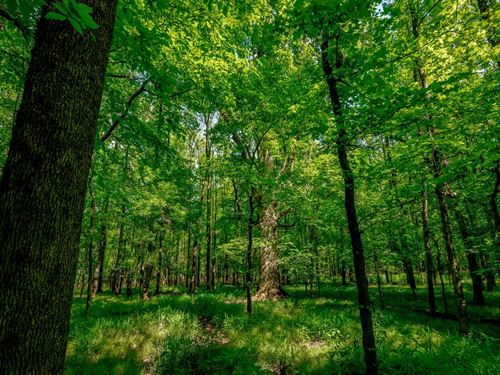 The Flats Tract : Ridgeway : Fairfield County : South Carolina