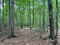 Hunting Close to Macon : Dry Branch : Twiggs County : Georgia