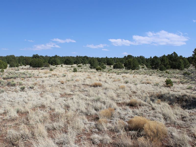 127 Acres in Pie Town, New Mexico : Pie Town : Catron County : New Mexico
