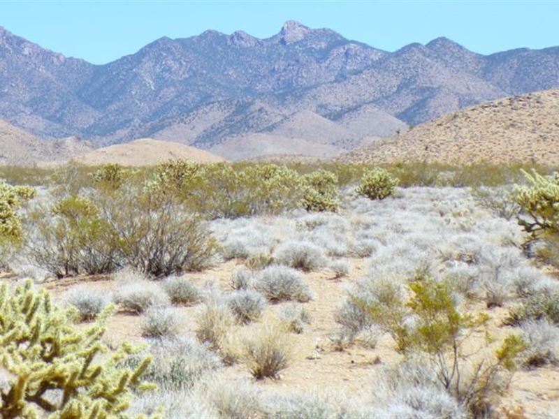 w/ Driveway, Fencing, Water Tanks : Dolan Springs : Mohave County : Arizona