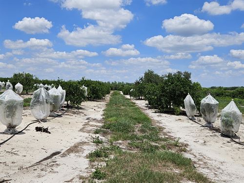 45 Acres Valencia Grove : Fort Meade : Polk County : Florida