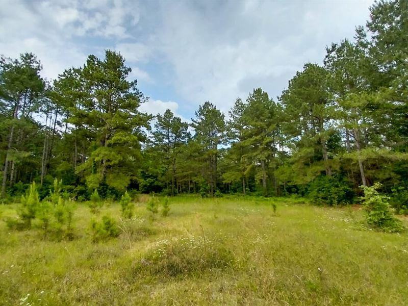 30 Acres, Nursery Road : Livingston : Polk County : Texas
