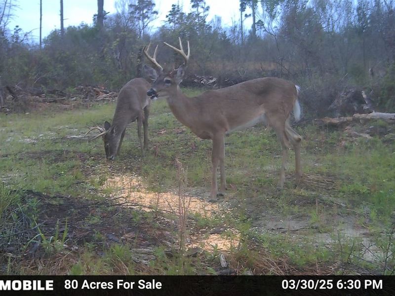 Bethlehem Road Tract : Cottondale : Jackson County : Florida