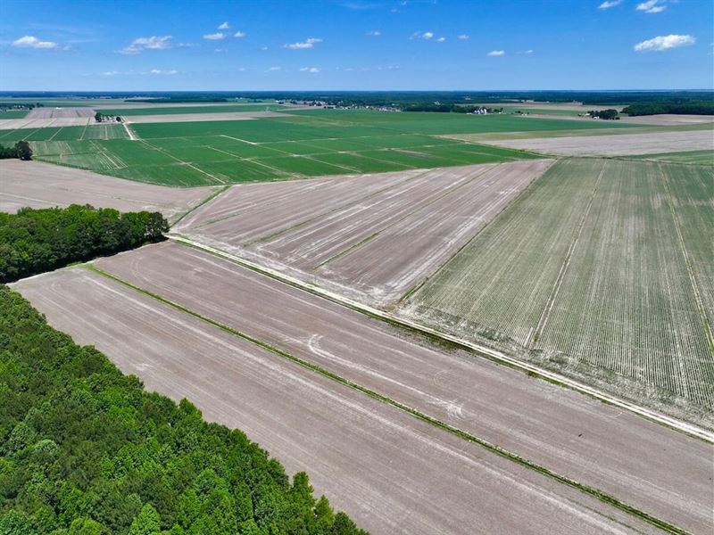 39.3 Acres of Pri : Shawboro : Currituck County : North Carolina