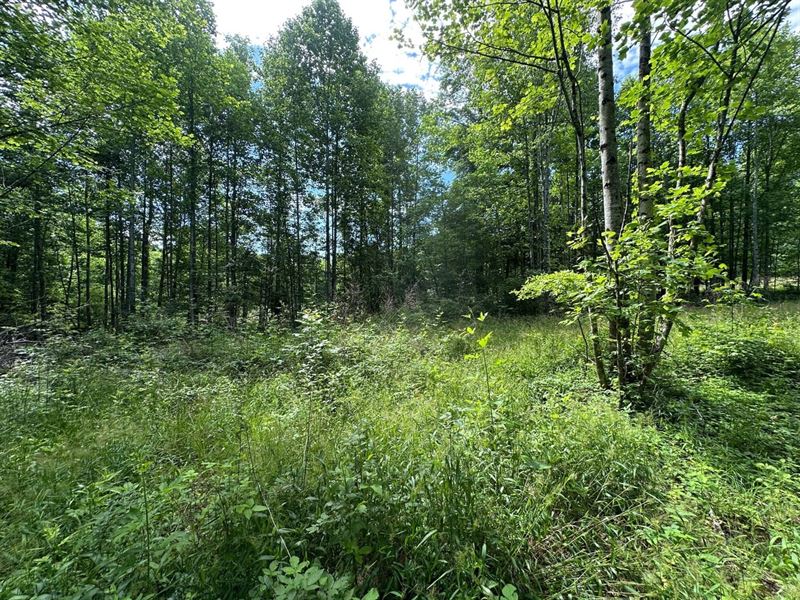 5.21 Acres Wooded Property Alread : Sequatchie : Sequatchie County : Tennessee