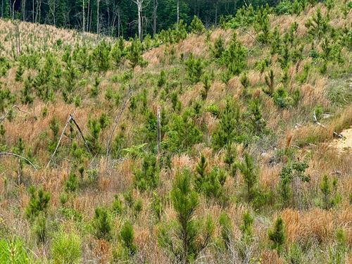 118 Acres In Winston County, MS : McCool : Winston County : Mississippi