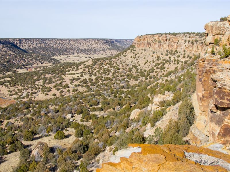 Poitry Canyon Trophy Elk, Mule Deer : Branson : Las Animas County : Colorado