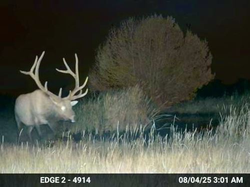 Country Cabin Land, Elk Cattle : Branson : Las Animas County : Colorado