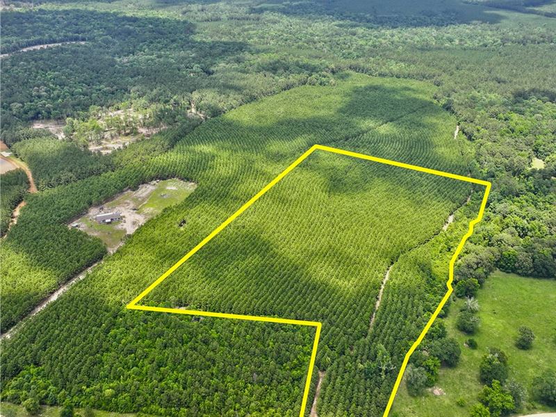 20 Acres, Menard Chapel Road : Livingston : Polk County : Texas