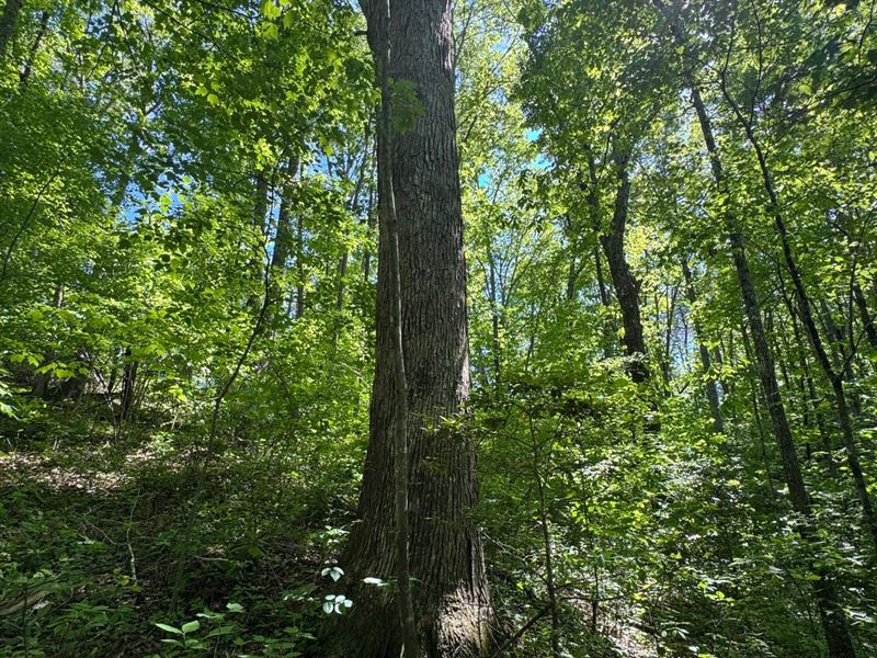 5.88 Acres Unrestricted with Elec : Palmer : Grundy County : Tennessee
