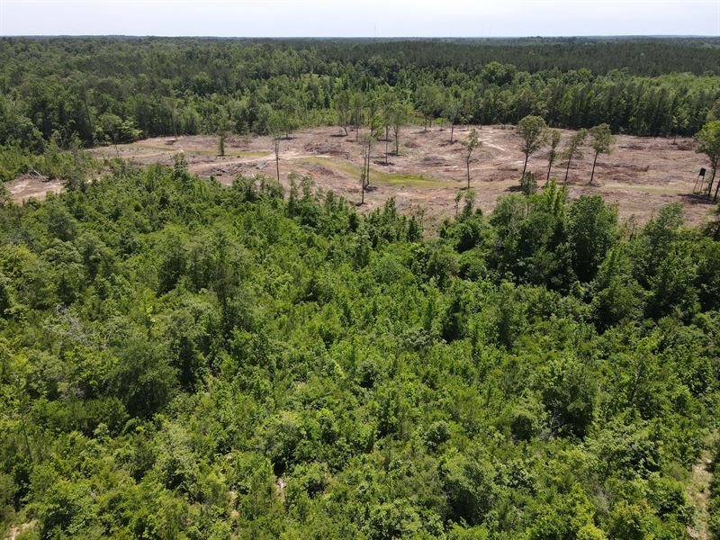 96 Acres in Jasper County, MS : Heidelberg : Jasper County : Mississippi