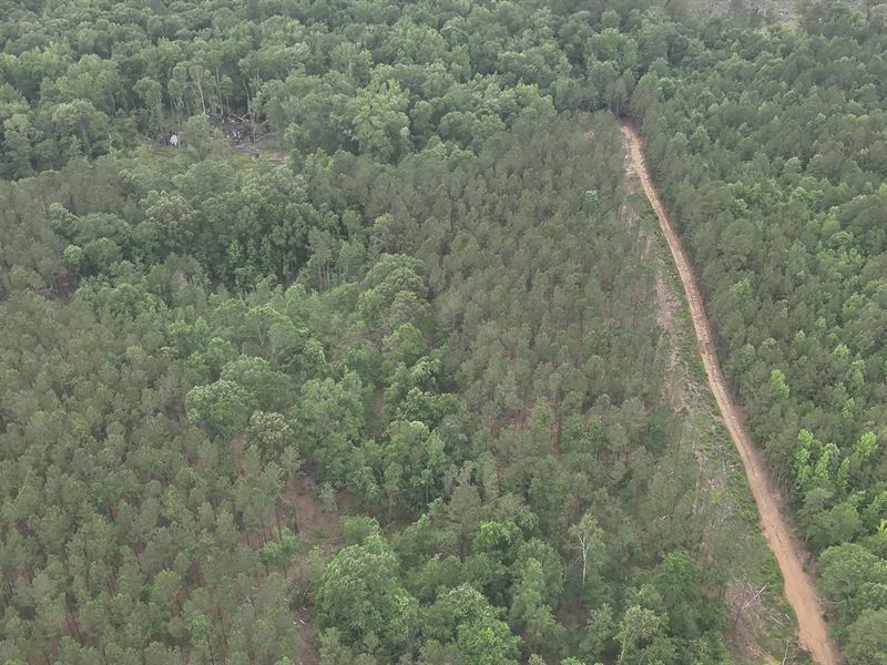 40 Acres in Claiborne Parish, LA : Lisbon : Claiborne Parish : Louisiana