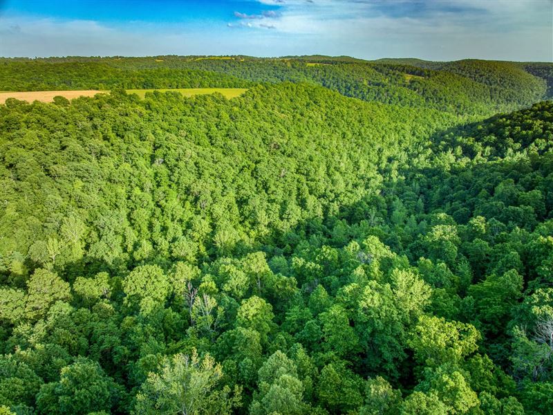 Witts Springs 20 : Witts Springs : Searcy County : Arkansas