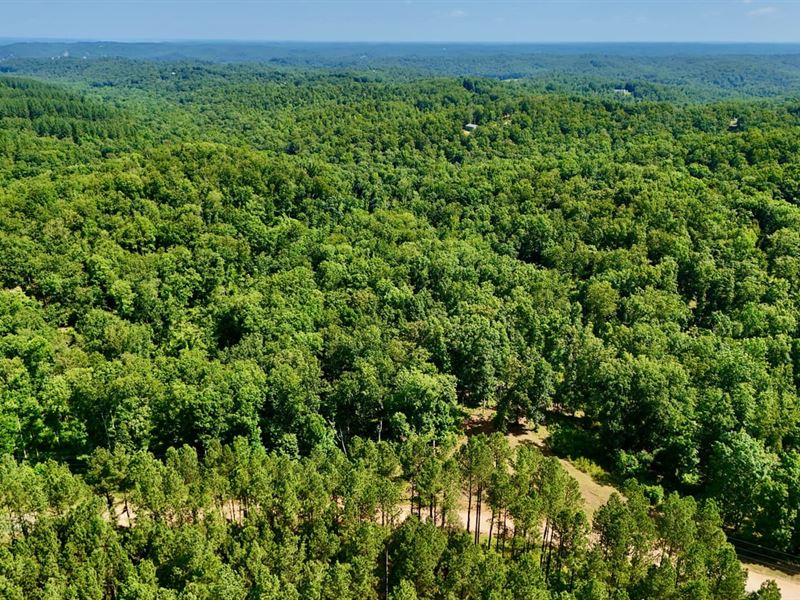 41 Timber Cover Acres Near Kentucky : Waverly : Humphreys County : Tennessee