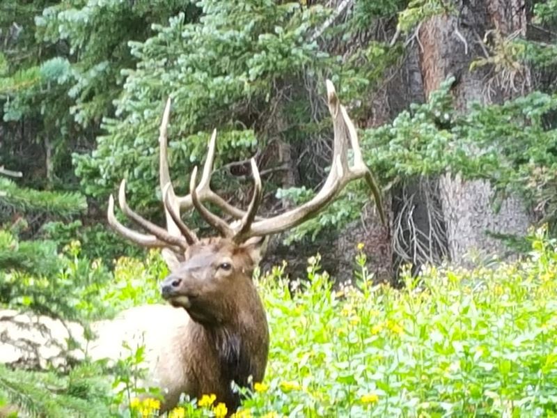 North Colorado Outfitting Business : Granby : Grand County : Colorado