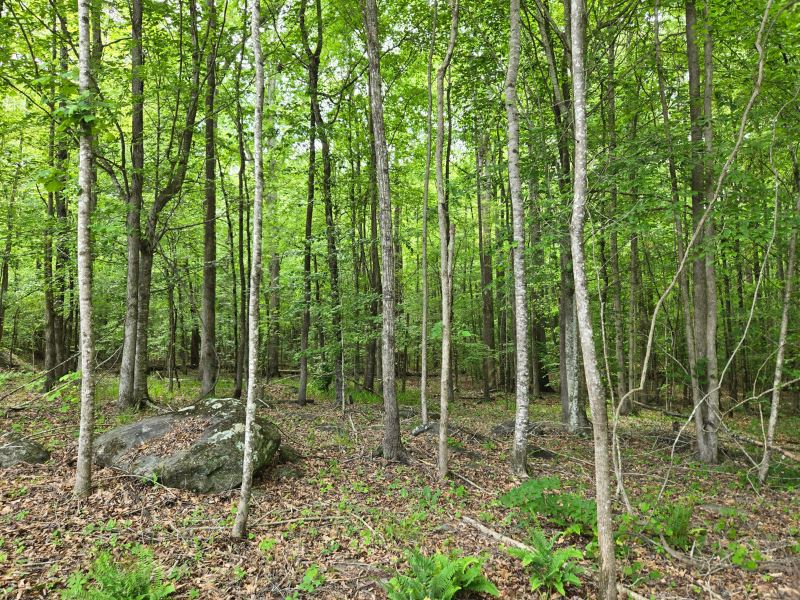 Dickert Tract : Wadley : Randolph County : Alabama