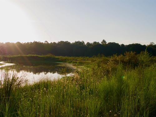 Elbo Ranch : Climax : Decatur County : Georgia