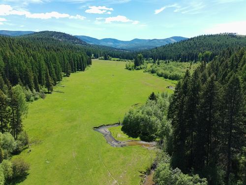 Hawks at Onion Creek : Colville : Stevens County : Washington