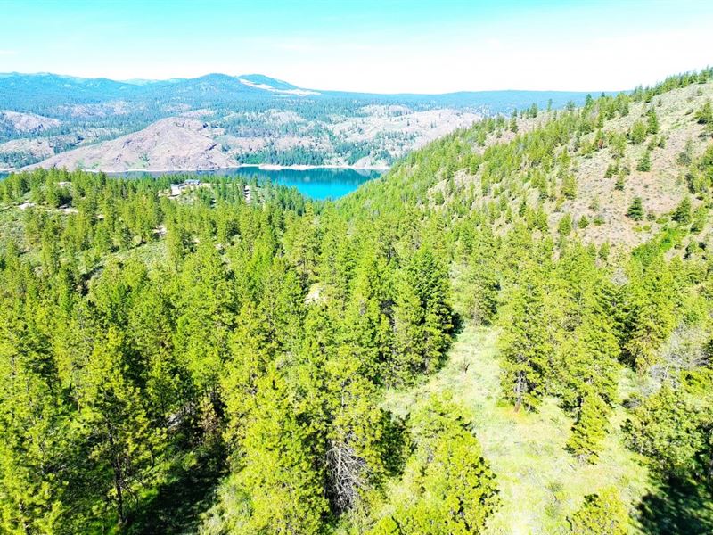 Porcupine in The Timbers : Davenport : Lincoln County : Washington